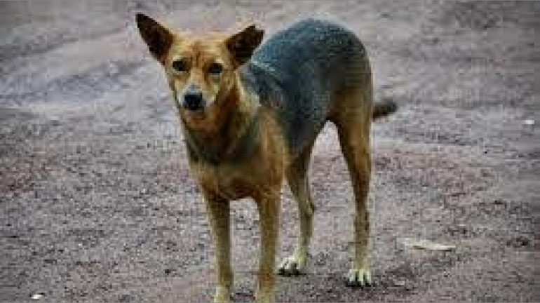BMC Vaccinates 26 Stray Dogs At Mumbai Airport; Aims To Inoculate 1 Lakh BMC Vaccinates 26 Stray Dogs At Mumbai Airport; Aims To Inoculate 1 Lakh