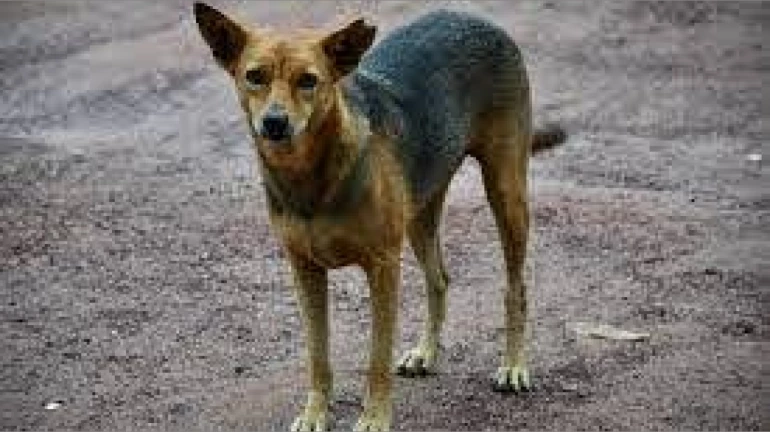 Man arrested for attacking stray dog Man arrested for attacking stray dog