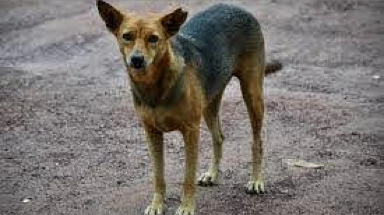 BMC to implement anti-rabies scheme; hire dog catchers for sterilization of stray dogs BMC to implement anti-rabies scheme; hire dog catchers for sterilization of stray dogs