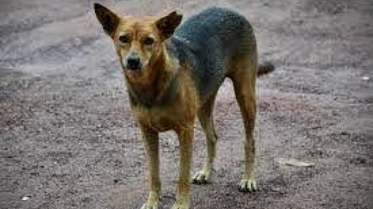 Thane: Couple’s Brutality Leaves Dog Without Legs and Ears