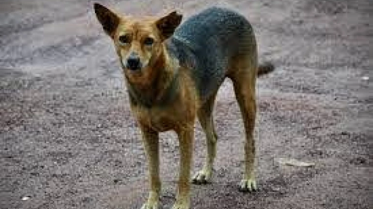 Thane: Couple’s Brutality Leaves Dog Without Legs and Ears Thane: Couple’s Brutality Leaves Dog Without Legs and Ears