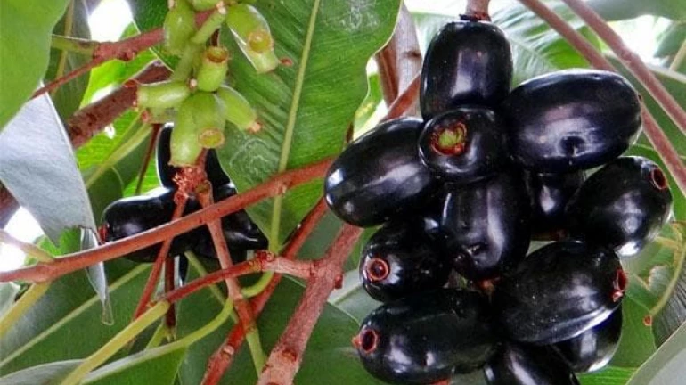 बदलापुर - अब जामुन के शहर के नाम से जाना जाएगा बदलापुर! बदलापुर - अब जामुन के शहर के नाम से जाना जाएगा बदलापुर!