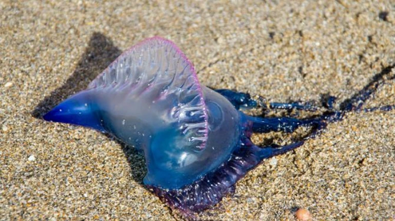 Mumbai: Experts Caution Citizens Against The Blue Bottle Jellyfish