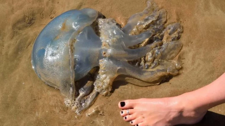 Mumbaikars! Beware of stingrays & jellyfish; BMC Advises To Not Enter Beaches