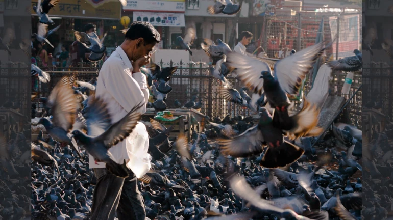 मुंबईतील विनापरवाना कबुतरांना खाद्य देणारी ठिकाणे बंद मुंबईतील विनापरवाना कबुतरांना खाद्य देणारी ठिकाणे बंद