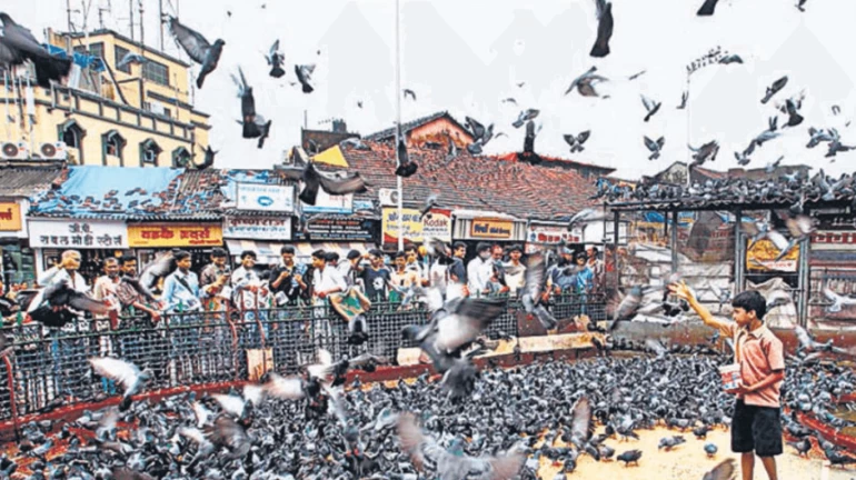 बीएमसी ने कबूतरखानों के खिलाफ कार्रवाई की बीएमसी ने कबूतरखानों के खिलाफ कार्रवाई की