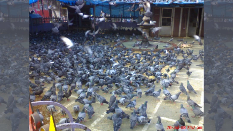 BMC Fines 142 for Feeding Pigeons Amid Crackdown; Dadar Kabutarkhana Sees Most Violations