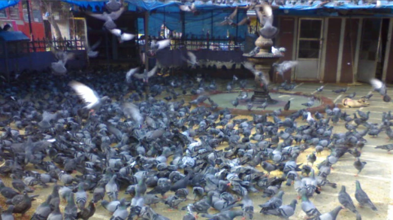 BMC Plans New Pigeon Feeding Zones in SGNP and Aarey; Away From Public Areas BMC Plans New Pigeon Feeding Zones in SGNP and Aarey; Away From Public Areas