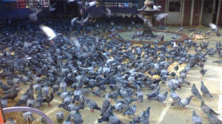 मुंबई- कबूतरों को खाना खिलाने पर 250 लोगों पर कार्रवाई मुंबई- कबूतरों को खाना खिलाने पर 250 लोगों पर कार्रवाई