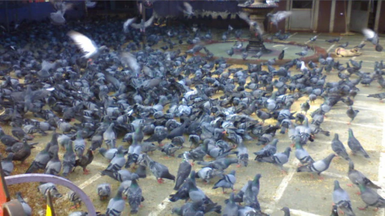 Dadar Kabutarkhana Covered with Plastic as Police-Backed Civic Teams Enforce HC Order Dadar Kabutarkhana Covered with Plastic as Police-Backed Civic Teams Enforce HC Order