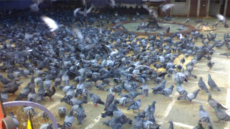 कबूतरों को दाना खिलाने पर एक्सपर्ट कमिटी ने 3 महीने का एक्सटेंशन मांगा कबूतरों को दाना खिलाने पर एक्सपर्ट कमिटी ने 3 महीने का एक्सटेंशन मांगा
