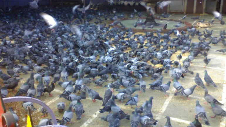कबुतरांना खायला घालणाऱ्यांवर गुन्हा दाखल होणार कबुतरांना खायला घालणाऱ्यांवर गुन्हा दाखल होणार