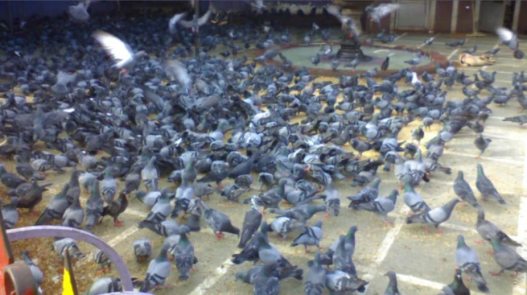 Maharashtra Govt Forms 12-Member Committee To Study Pigeon Feeding & Public Health Impact
