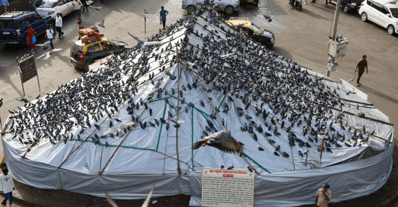 Mumbai: Dadar Kabutarkhana Row Resurfaces; Shiv Sena (UBT) Pushes for Road Widening