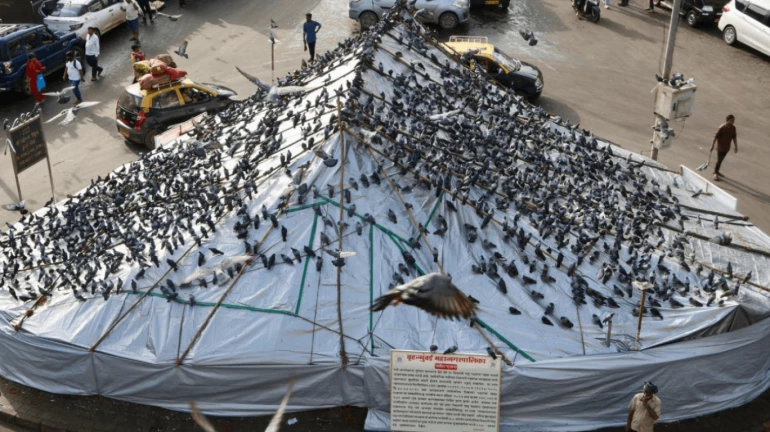 Mumbai: Dadar Kabutarkhana Row Resurfaces; Shiv Sena (UBT) Pushes for Road Widening Mumbai: Dadar Kabutarkhana Row Resurfaces; Shiv Sena (UBT) Pushes for Road Widening