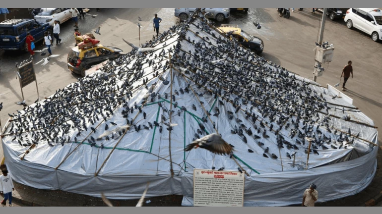 Dadar Kabutar Khana To Get A Revamp; BMC Plans Transparent Acrylic Roof, Greenery Dadar Kabutar Khana To Get A Revamp; BMC Plans Transparent Acrylic Roof, Greenery