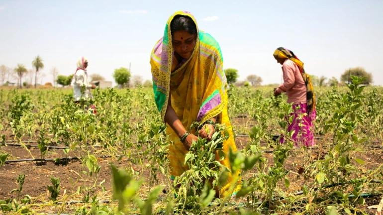 23 जनवरी को मुंबई में महिला किसानों के लिए सेमिनार 23 जनवरी को मुंबई में महिला किसानों के लिए सेमिनार