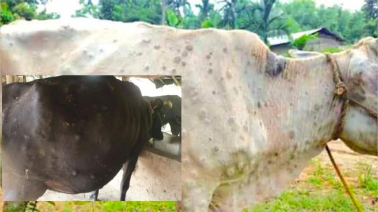 कुल 29 हजार 410 लंपीग्रस्त पशु इलाज से हुए ठिक कुल 29 हजार 410 लंपीग्रस्त पशु इलाज से हुए ठिक