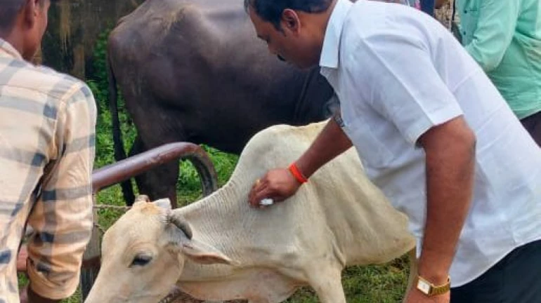महाराष्ट्र -  इलाज के बाद 93 हजार 166 पशु लंपी  रोग से मुक्त