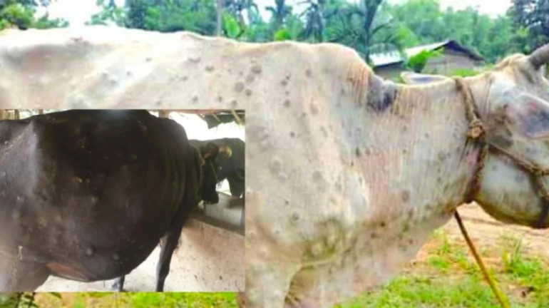 लंपी रोग- महाराष्ट्र में 4 हजार 221 पशुपालकों के खातों में 10.85 करोड़ रुपये मुआवजे के लिए जमा लंपी रोग- महाराष्ट्र में 4 हजार 221 पशुपालकों के खातों में 10.85 करोड़ रुपये मुआवजे के लिए जमा