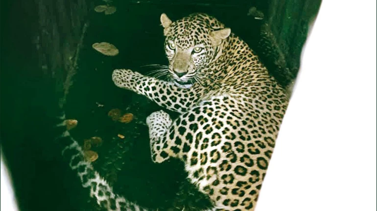 2-year-old female leopard, C33, to be radio-collared before its release