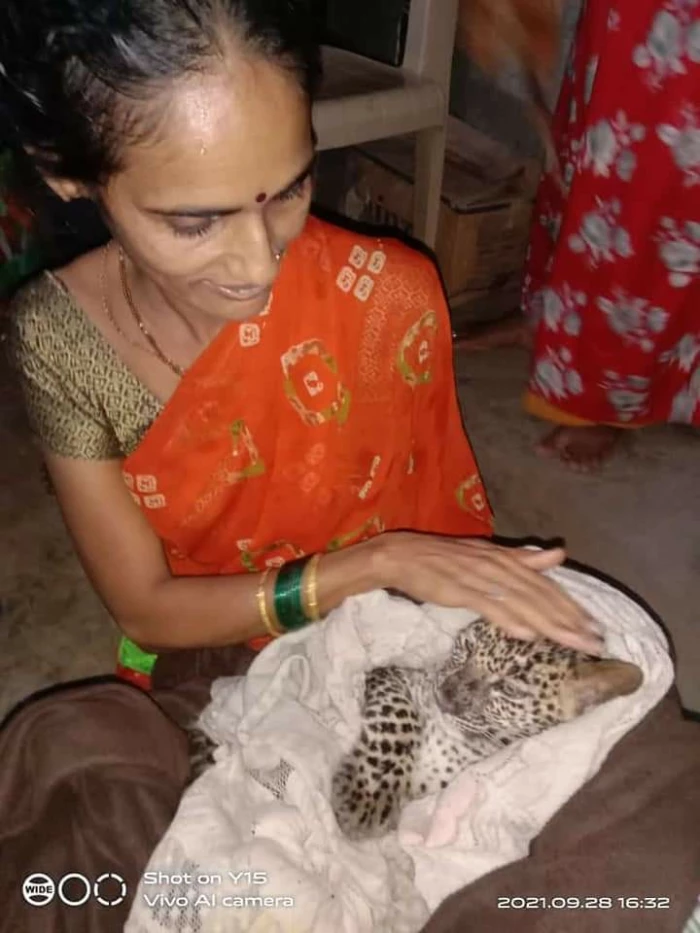 Leopard Cub Found In Aarey, Search For Mother Begins