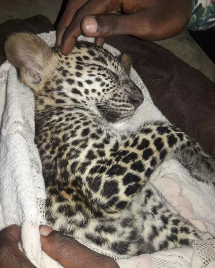 Leopard Cub Found In Aarey, Search For Mother Begins
