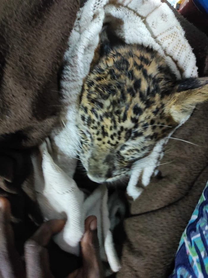 Leopard Cub Found In Aarey, Search For Mother Begins