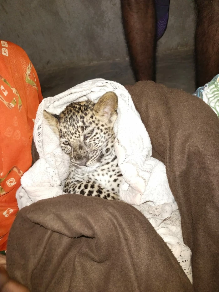 Leopard Cub Found In Aarey, Search For Mother Begins