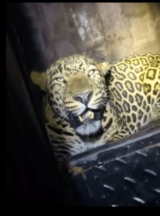 Leopard’s 25-Day Stay at Vasai Fort Ends with Its Capture
