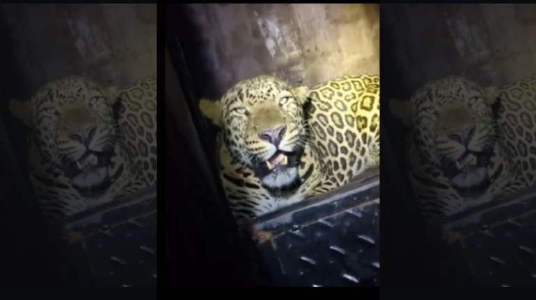 Leopard’s 25-Day Stay at Vasai Fort Ends with Its Capture Leopard’s 25-Day Stay at Vasai Fort Ends with Its Capture