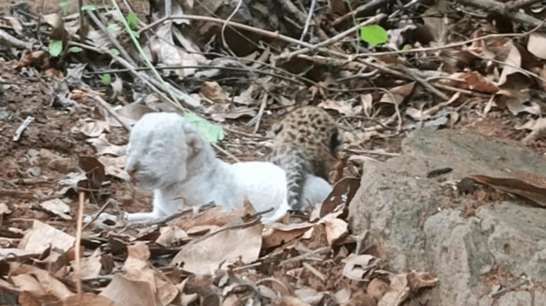 रत्नागिरीत बिबट्याच्या पांढऱ्या पिल्लांचा जन्म रत्नागिरीत बिबट्याच्या पांढऱ्या पिल्लांचा जन्म