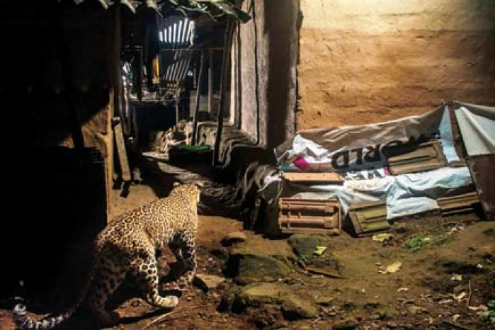 Leopard Cub Found In Aarey, Search For Mother Begins