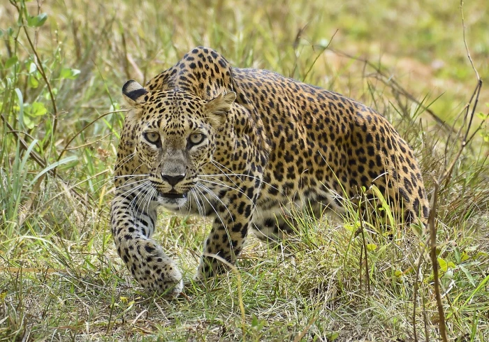 Leopard Cub Found In Aarey, Search For Mother Begins