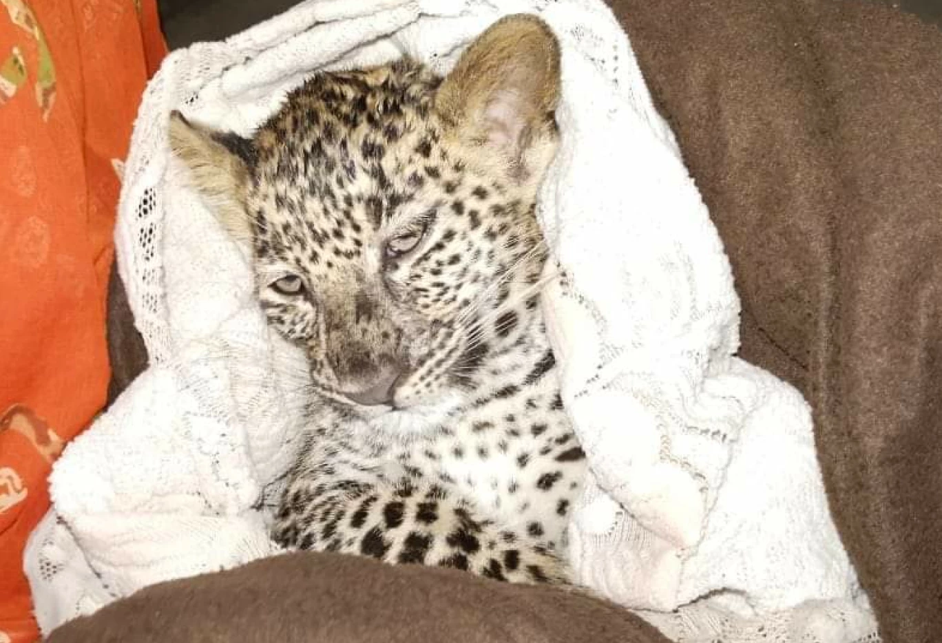 Leopard Cub Found In Aarey, Search For Mother Begins | Mumbai Live