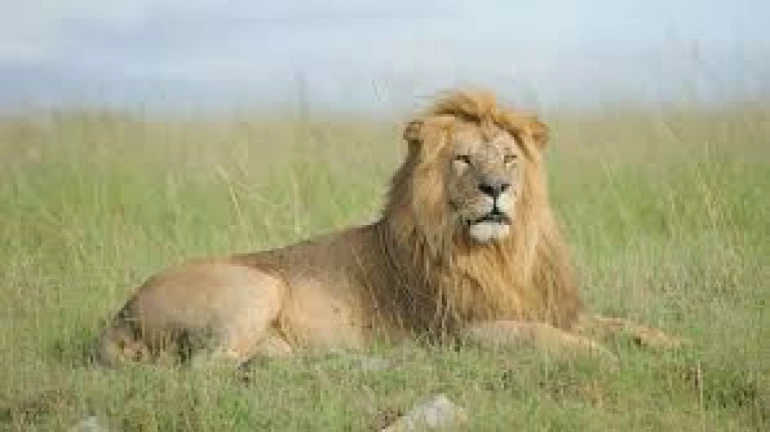 मुंबई - संजय गांधी नेशनल पार्क को मिला  शेरों का नया जोड़ा
