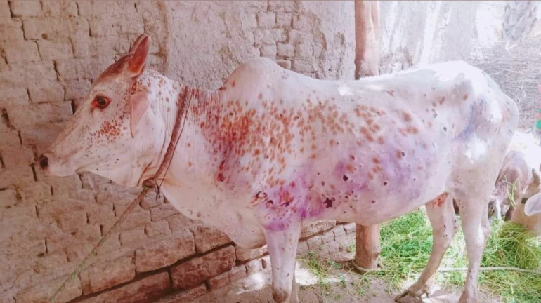 लंपी बीमारी को नियंत्रण के लिए पशुओं के नियमित टीकाकरण की सरकार की मंजूरी लंपी बीमारी को नियंत्रण के लिए पशुओं के नियमित टीकाकरण की सरकार की मंजूरी