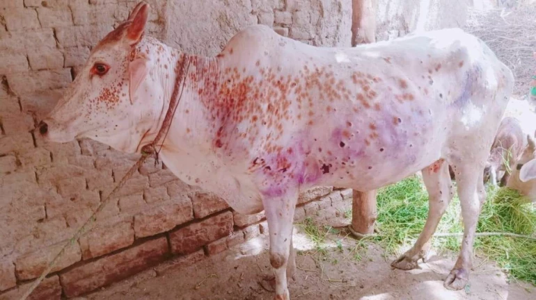 लंपी बीमारी पर अफवाह फैलाने वालों के खिलाफ सख्त कार्रवाई - पशुपालन आयुक्त सचिंद्र प्रताप सिंह लंपी बीमारी पर अफवाह फैलाने वालों के खिलाफ सख्त कार्रवाई - पशुपालन आयुक्त सचिंद्र प्रताप सिंह