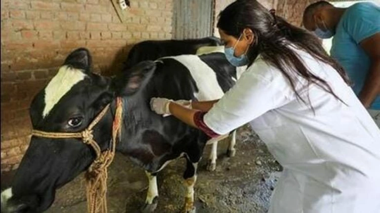 मुंबई - अभी तक 2203 गायों का लंपी टीकाकरण