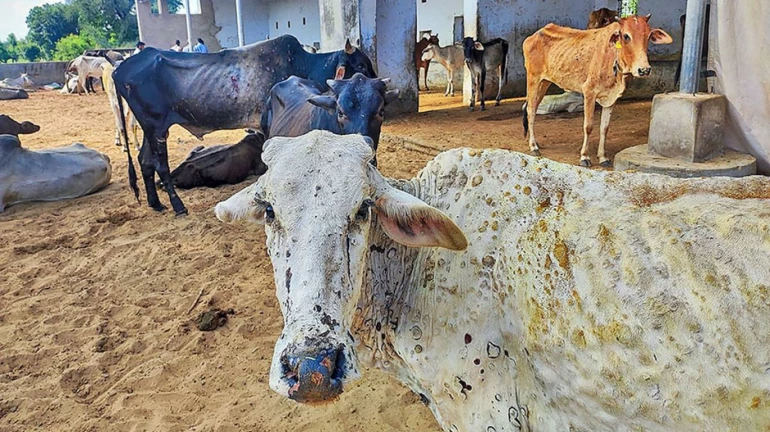 महाराष्ट्र-  पुणे में  लंपी रोग के टीके का उत्पादन होगा शुरु महाराष्ट्र-  पुणे में  लंपी रोग के टीके का उत्पादन होगा शुरु