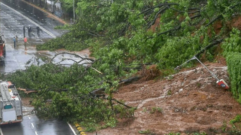 Trees cut along Mumbai's Vihar Lake for cycling track Trees cut along Mumbai's Vihar Lake for cycling track