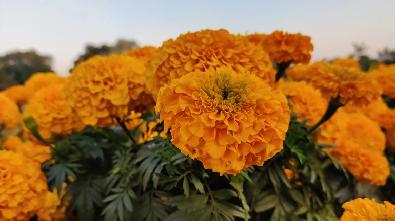 Thane: Flower prices hiked on Dussehra; Marigold prices rose by INR 40 per kg Thane: Flower prices hiked on Dussehra; Marigold prices rose by INR 40 per kg