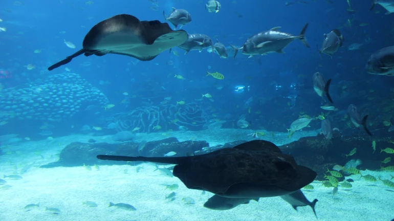 BNHS launches 'Jalchar' mobile app for recording marine animals, birds BNHS launches 'Jalchar' mobile app for recording marine animals, birds