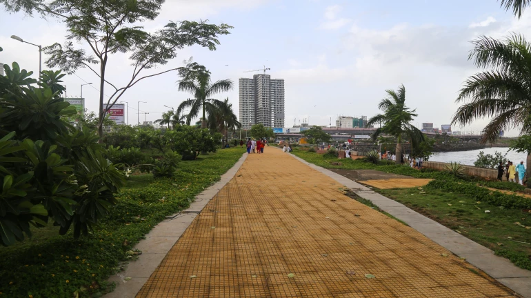 Mumbai Gets New Tree Authority Panel To Protect Environment Mumbai Gets New Tree Authority Panel To Protect Environment