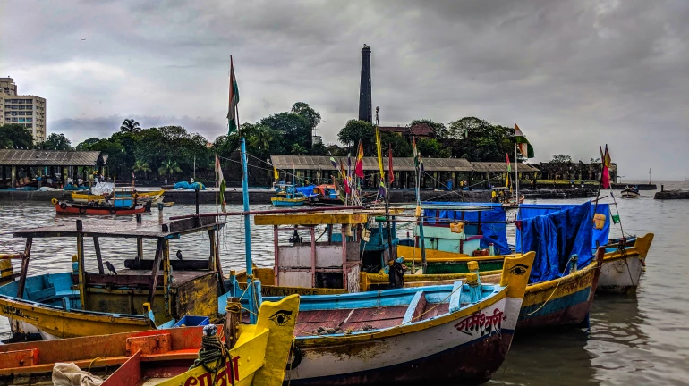 जाळं टाकलं आणि मच्छिमाराचं नशीब पालटलं, 'या' माशांना लागली दीड कोटींची बोली जाळं टाकलं आणि मच्छिमाराचं नशीब पालटलं, 'या' माशांना लागली दीड कोटींची बोली