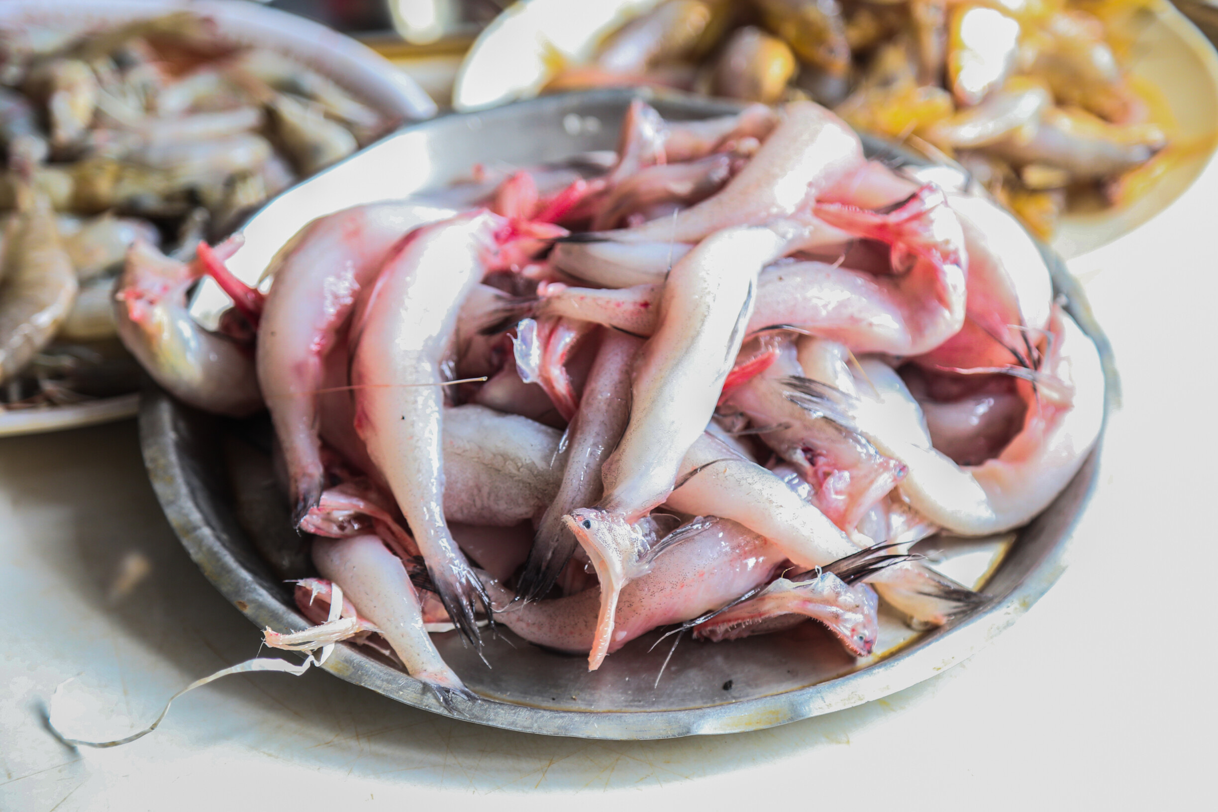 मत्स्य निर्यातीत महाराष्ट्र देशात दुसऱ्या स्थानी