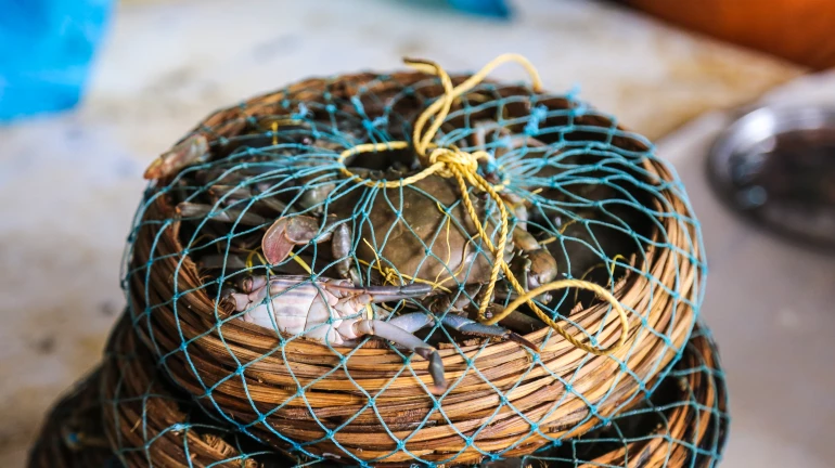 Maharashtra Extends Monsoon Fishing Ban Till August 15 Maharashtra Extends Monsoon Fishing Ban Till August 15