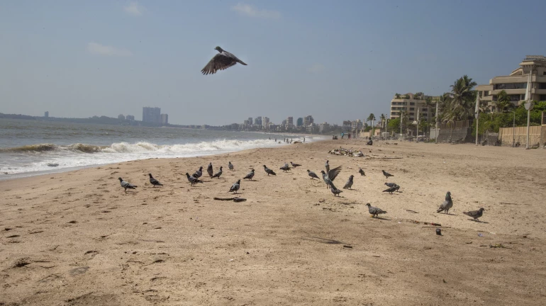 जुहू बीच: मुंबई का सबसे लंबा समुद्र तट