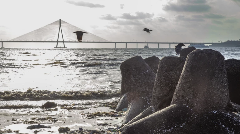 Bombay High Court Allows Felling of Trees for Versova–Bandra Sea Link Bombay High Court Allows Felling of Trees for Versova–Bandra Sea Link