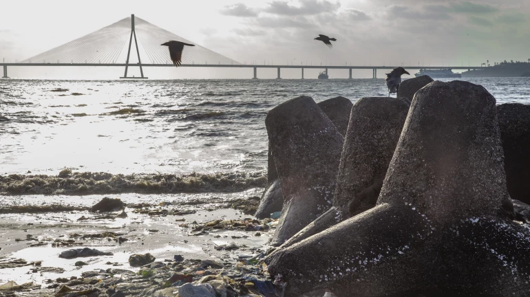 मुंबई: बांद्रा-वर्सोवा सी-लिंक की समय सीमा दिसंबर 2026 तक बढ़ी मुंबई: बांद्रा-वर्सोवा सी-लिंक की समय सीमा दिसंबर 2026 तक बढ़ी